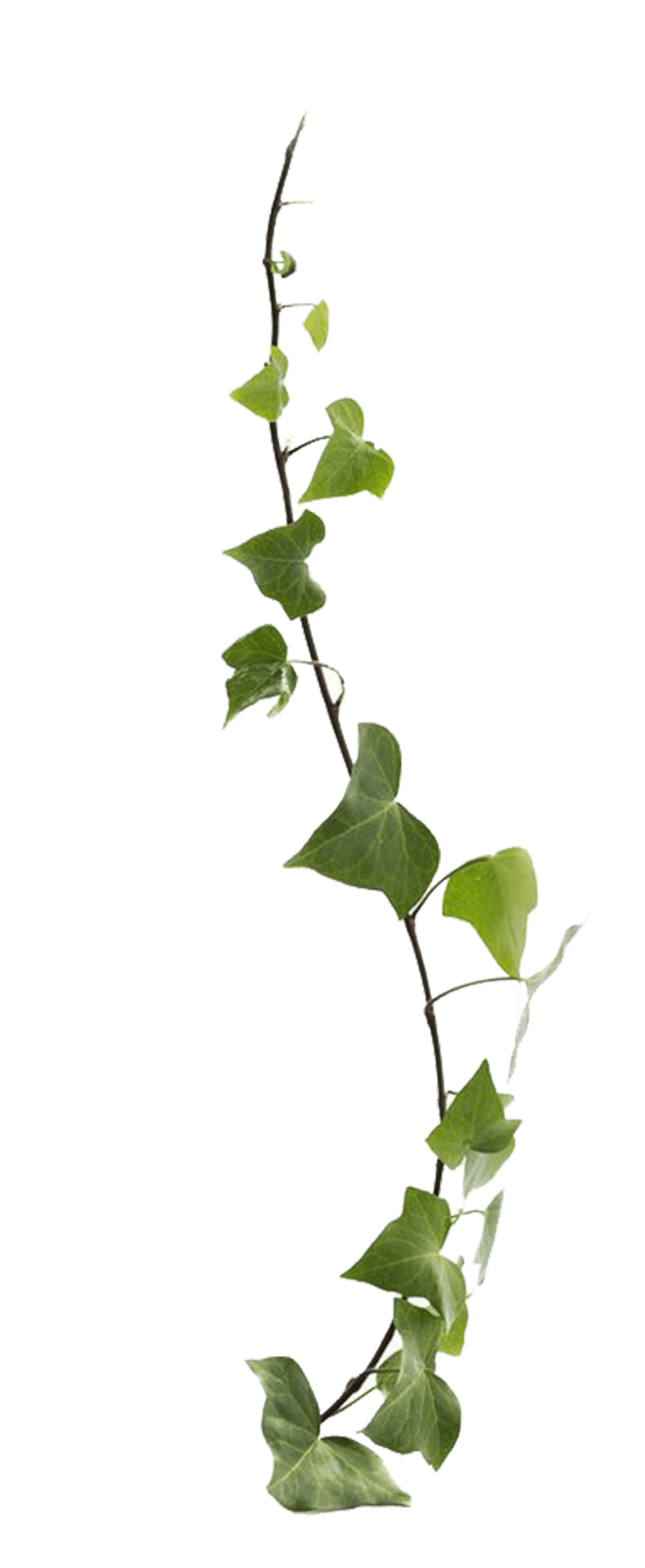 vines leaves plants scenery sticker by terrieasterly