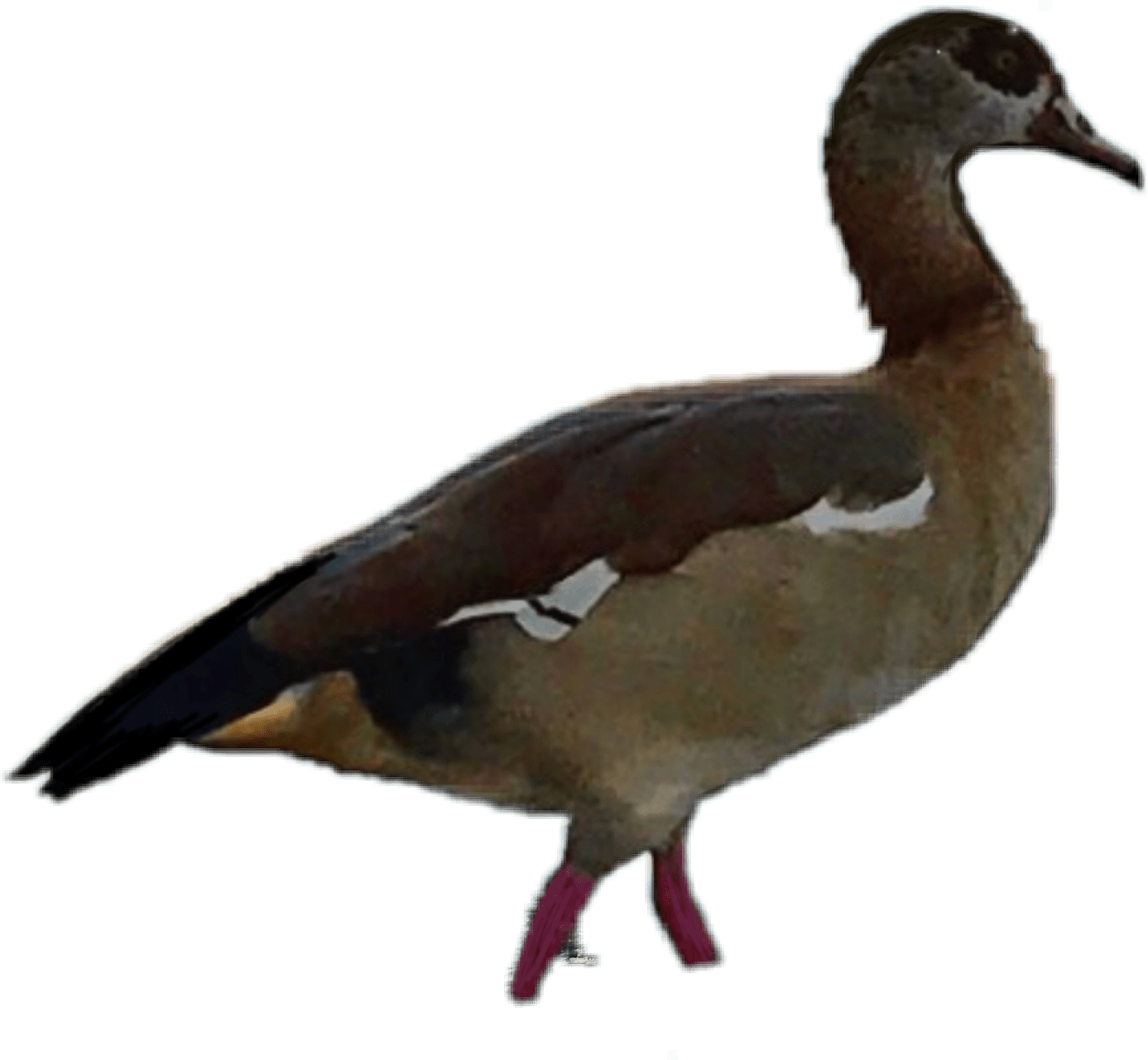 freetoedit scducks ducks sticker by emute14