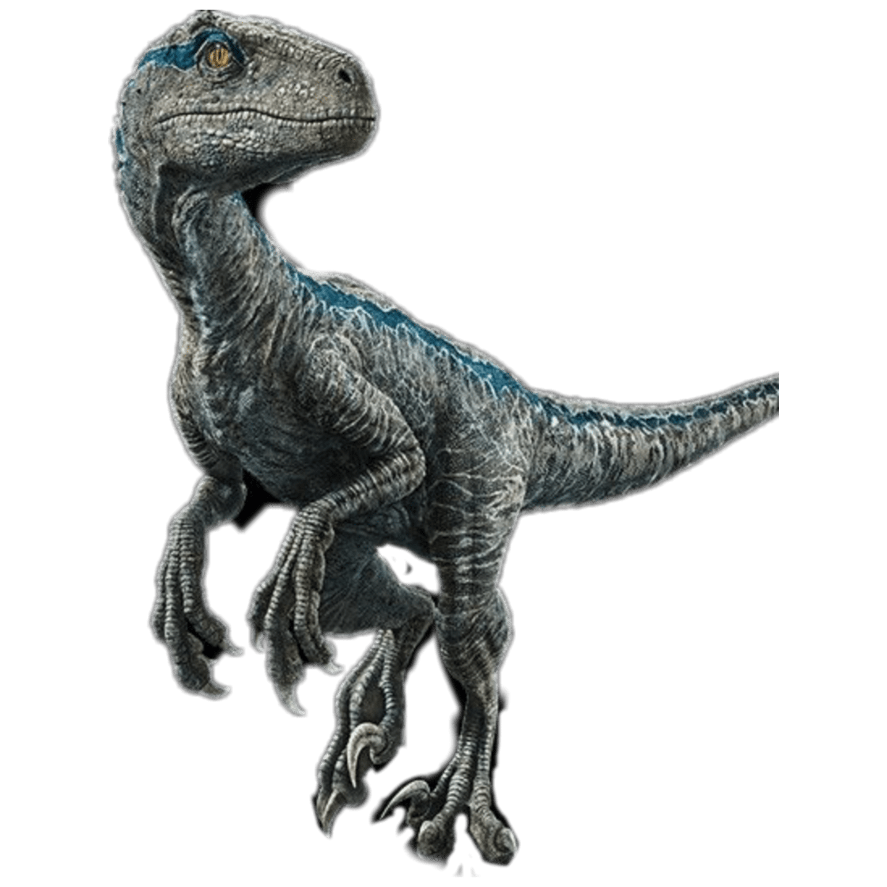 Jurassic Park Dinosaur Png Free Image Blue Raptordinosaur Png Free