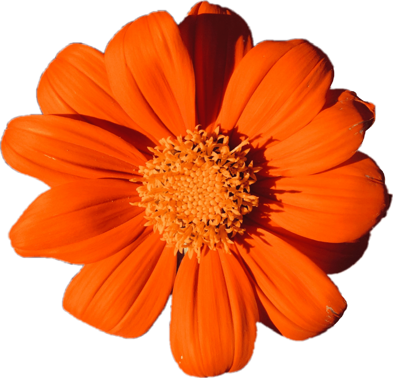 orange flower plant aesthetic petals colors tumblr...