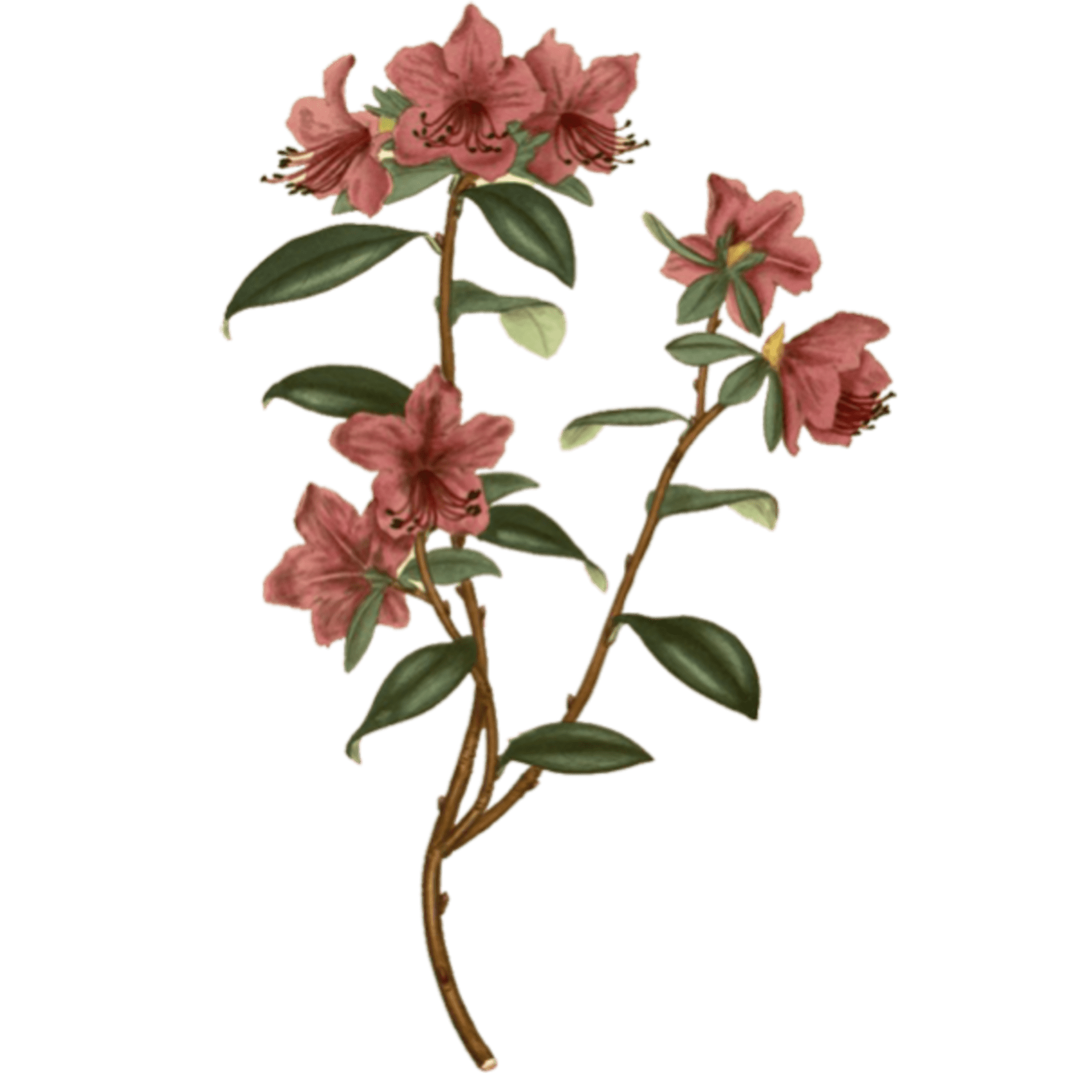 Aesthetic Flower SVG