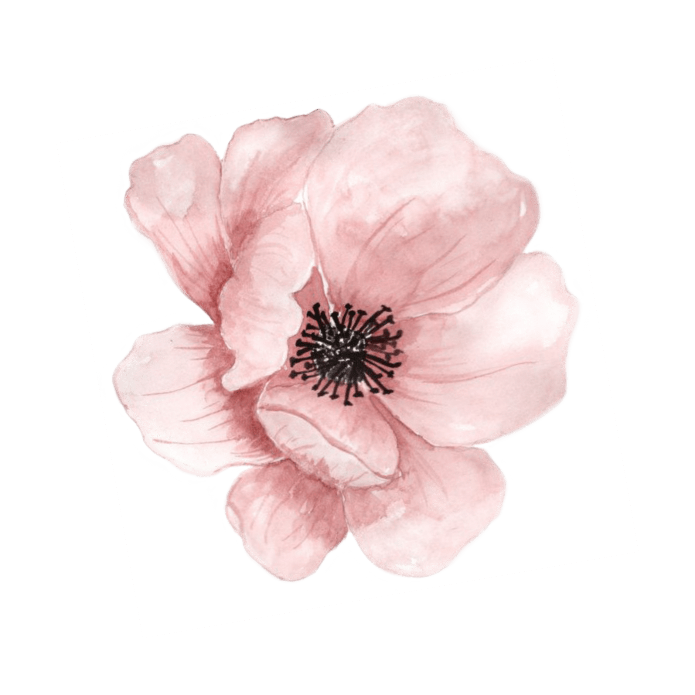 Flower Picsart Best Flower Site