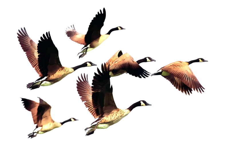 freetoedit duck ducks birds bird sticker by broomo2