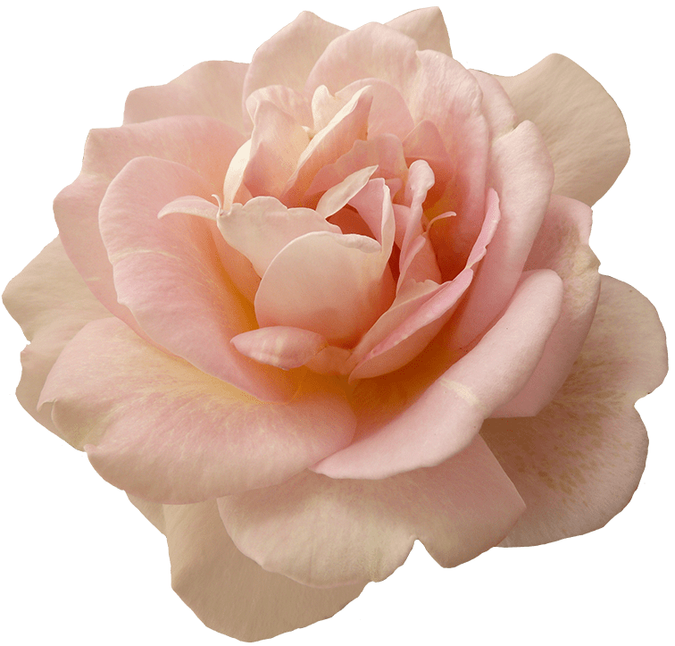 Flower Picsart Best Flower Site