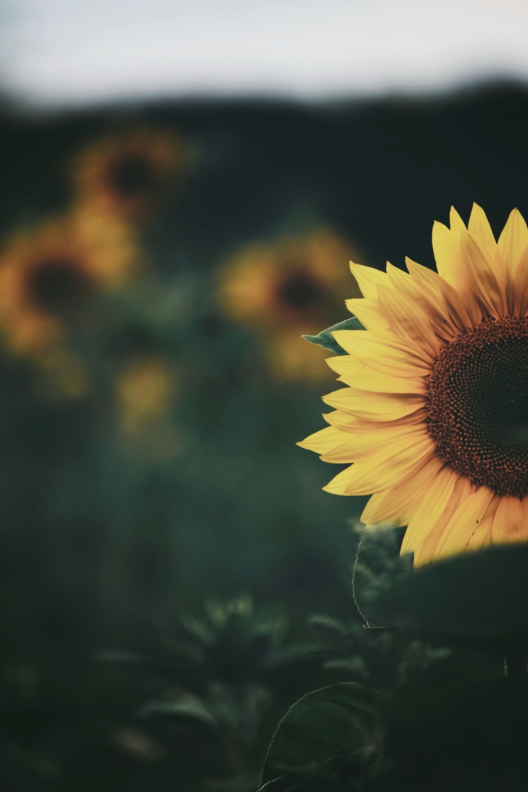 Best Background For Picsart Wholesale Online, Save 42 jlcatj.gob.mx