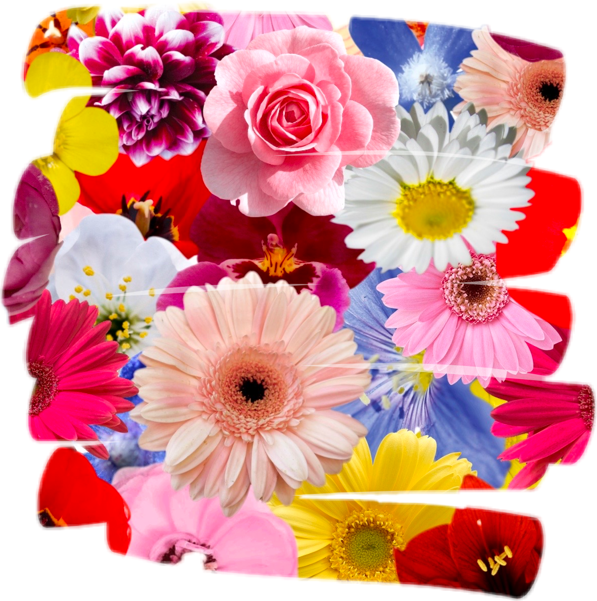 freetoedit sticker flowers sticker by lunadialice