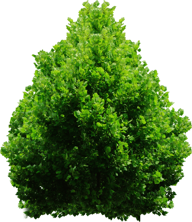 bush freetoedit bush sticker by muhammedfaisal5