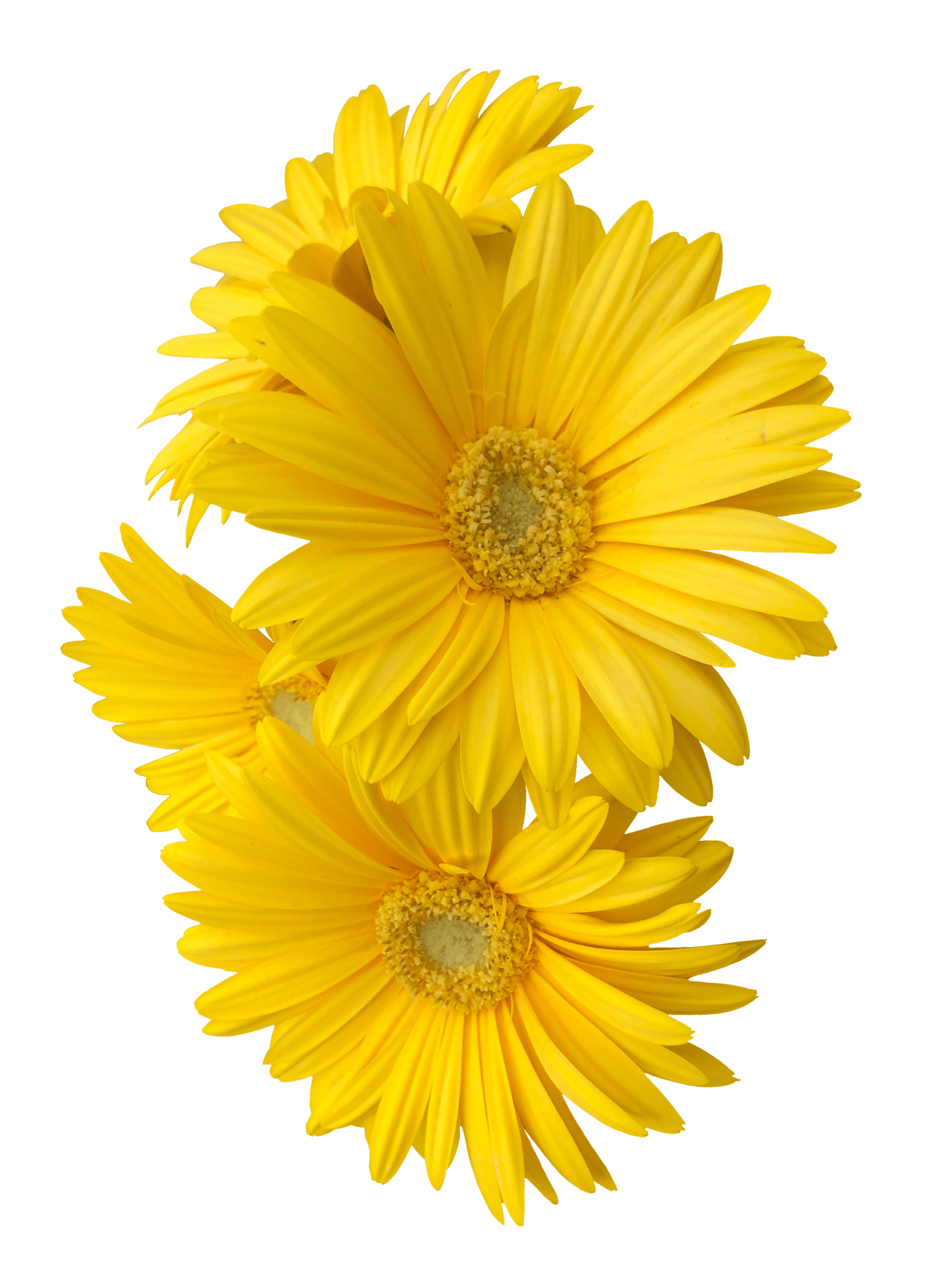 yellow daisy flower flowers freetoedit...