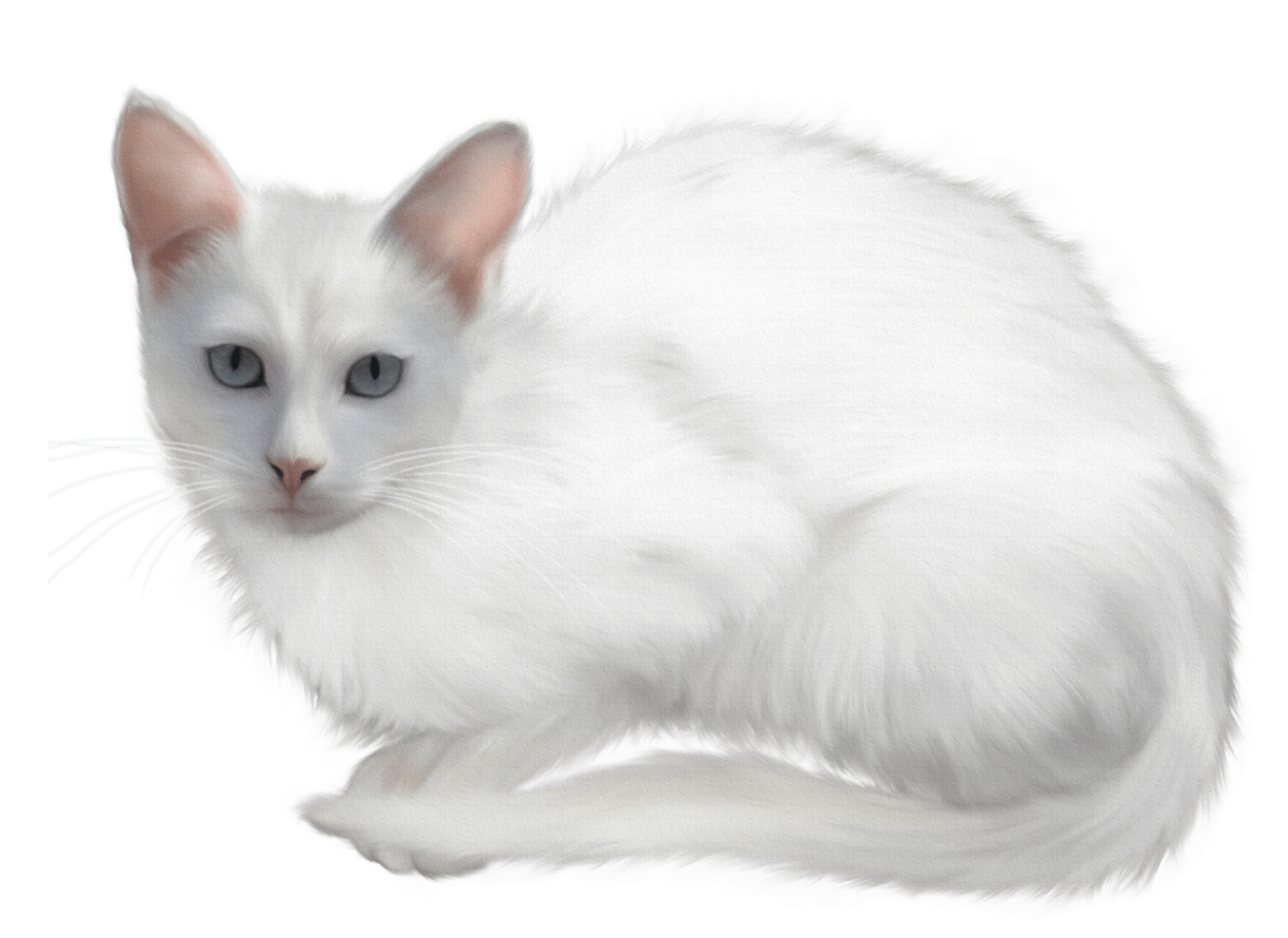 cat fuzzy white kitty freetoedit...