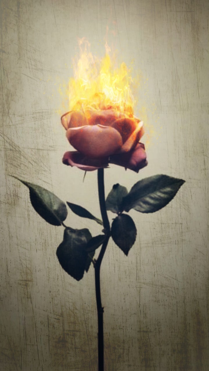 Aesthetic Burning Aesthetic Rose On Fire Largest