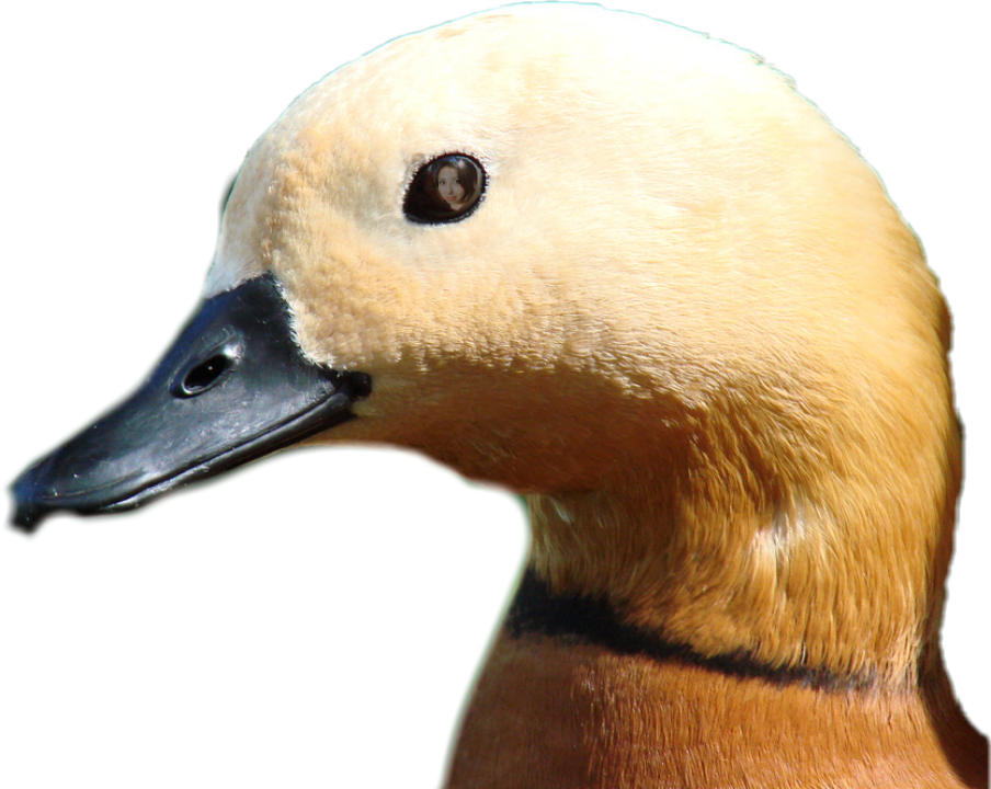 freetoedit scducks ducks sticker by noemitrujillo3