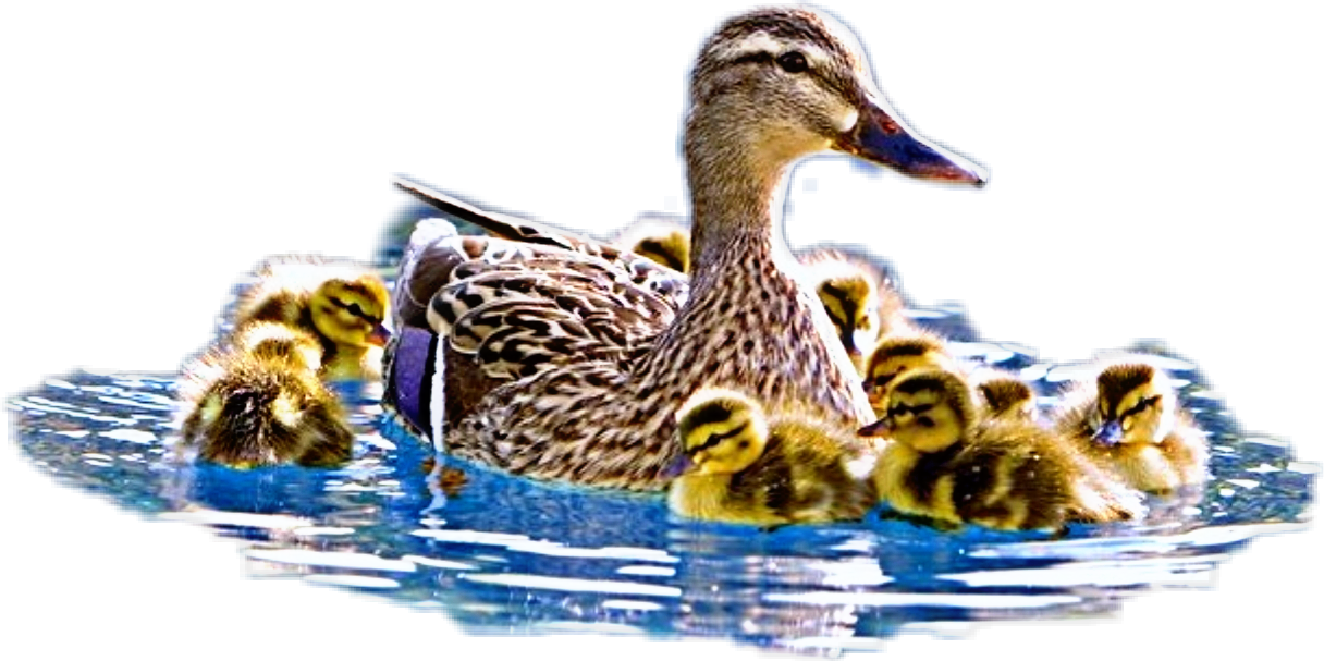 freetoedit scducks ducks sticker by fcutell