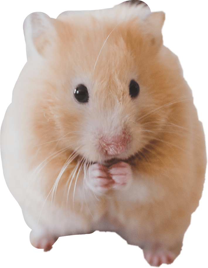 hamsters freetoedit hamsters!🐭 sticker by doro756