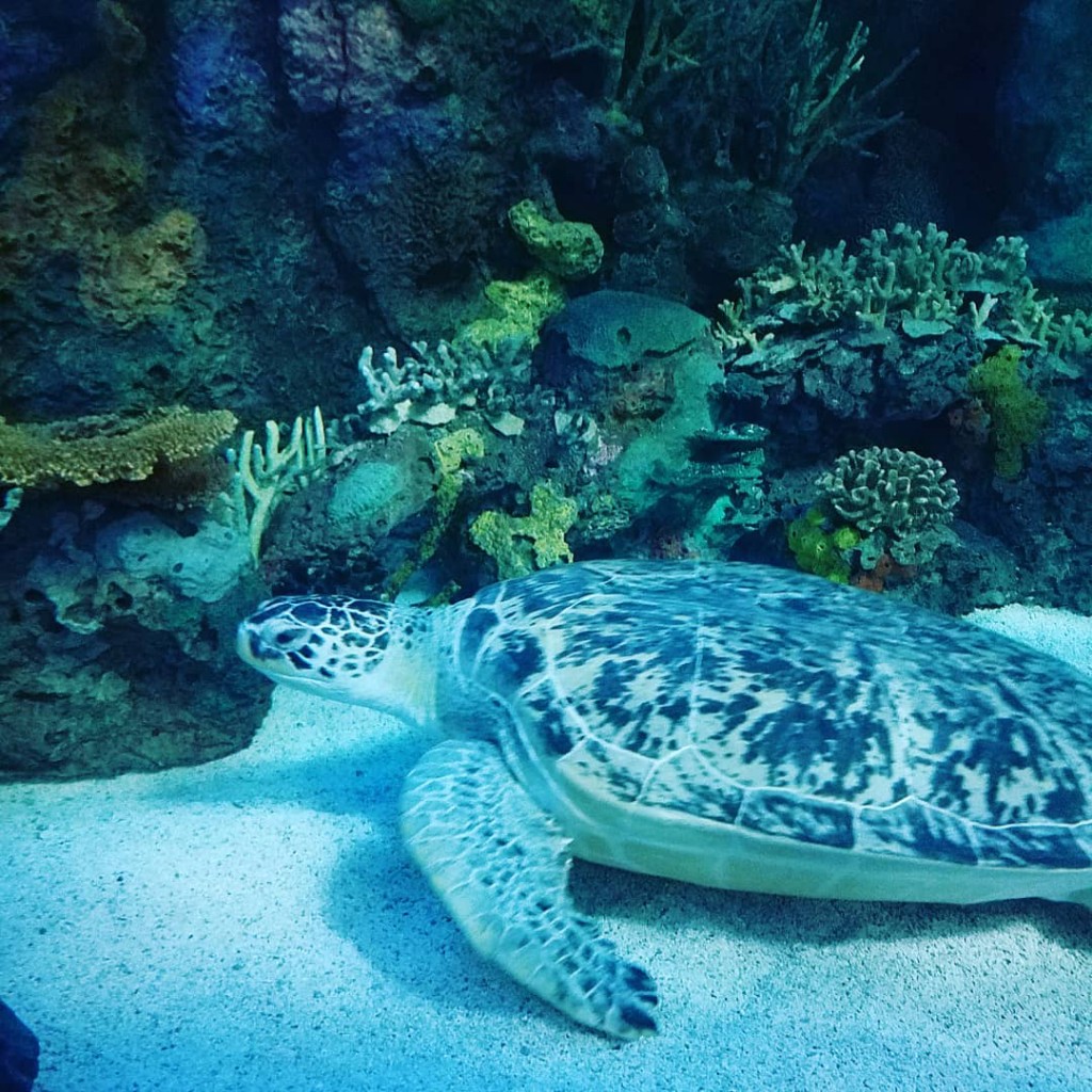 Green Sea Turtle at Ripley's Aquarium at Myrtle Beach...