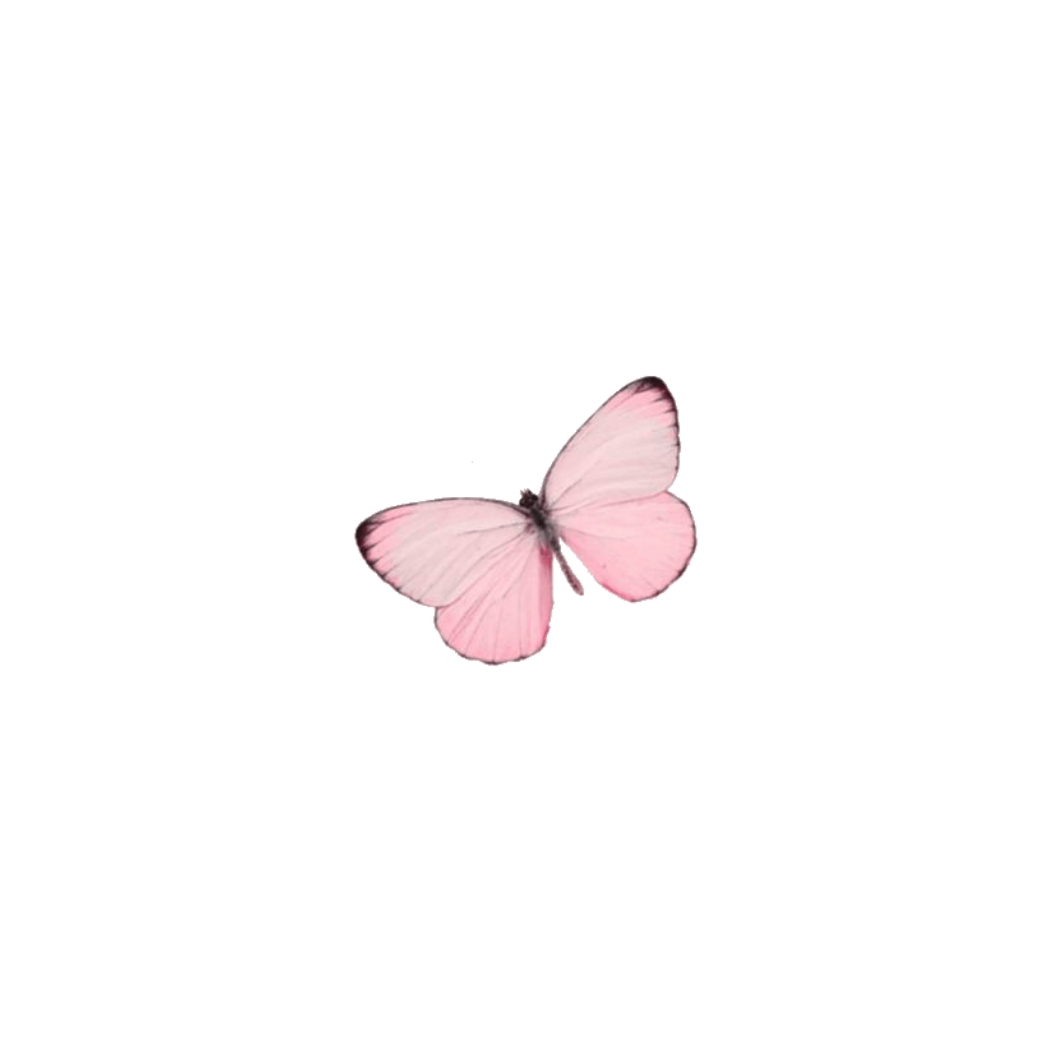 Butterfly Png Picsart Soft Messy Aesthetic Butterfly Pink Pinkbitterfly Cute... Ghatrisate