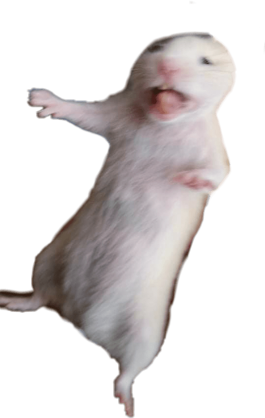 hamsters!🐭 freetoedit hamsters sticker by minhhchau03