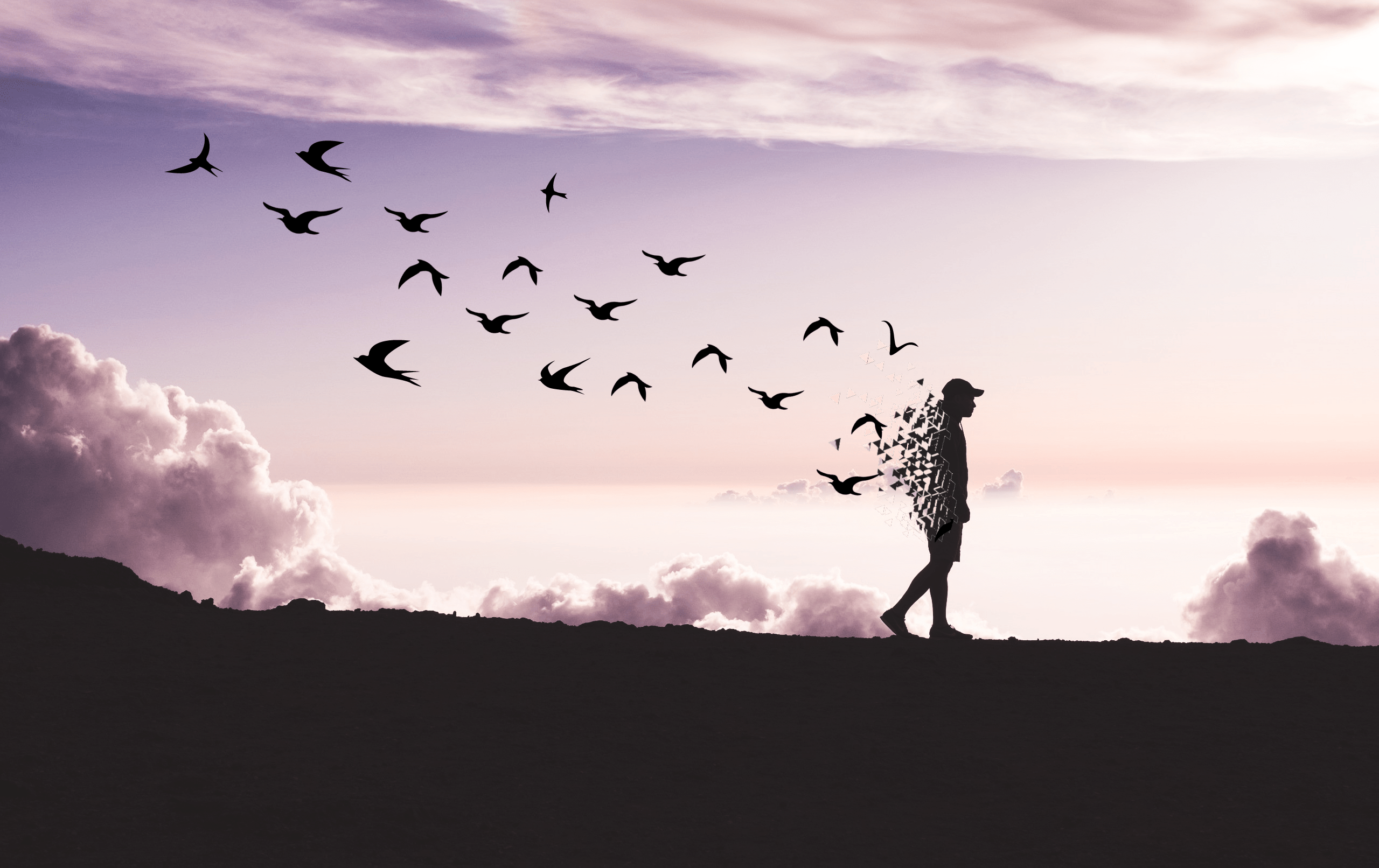 Bird Photography Hashtags Freetoedit Dispersion Dispersioneffect