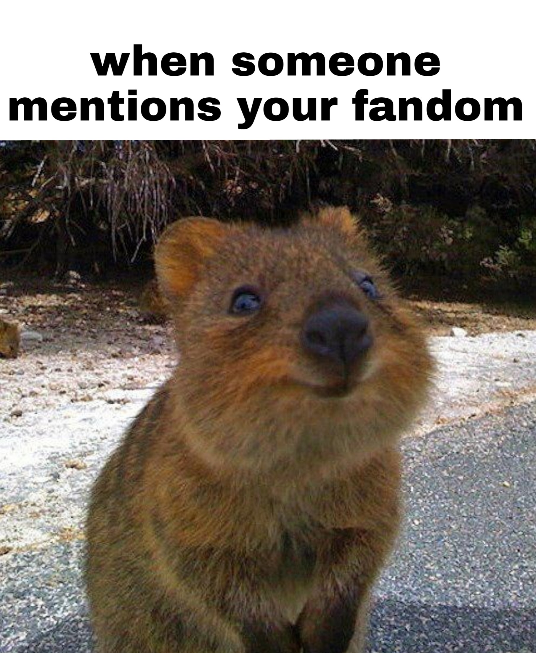 Meme Generator Quokka Alison Handley