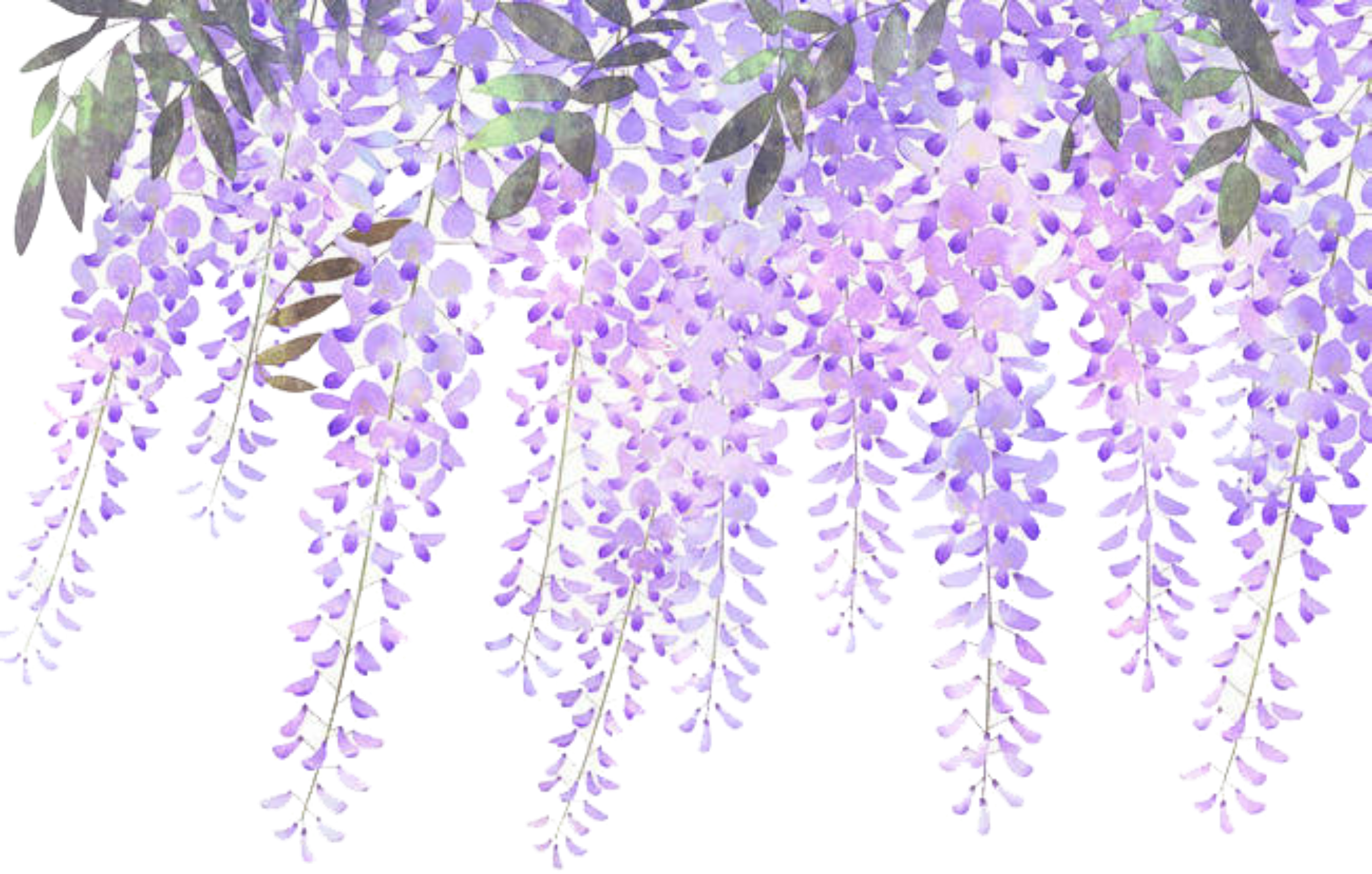 ftestickers flowers border lavender wisteria...