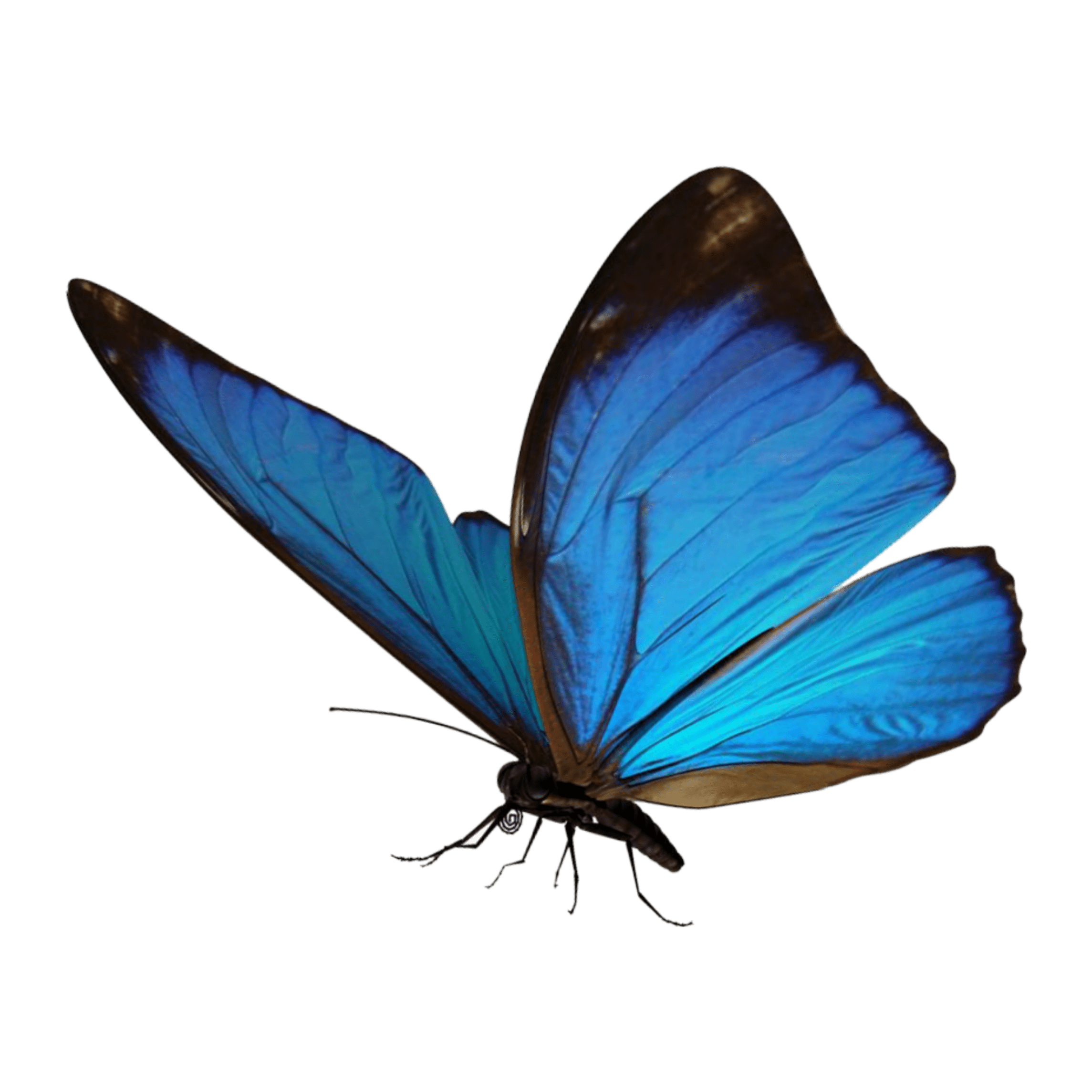 Borboleta Azul Png Png Image Collection Porn Sex Picture