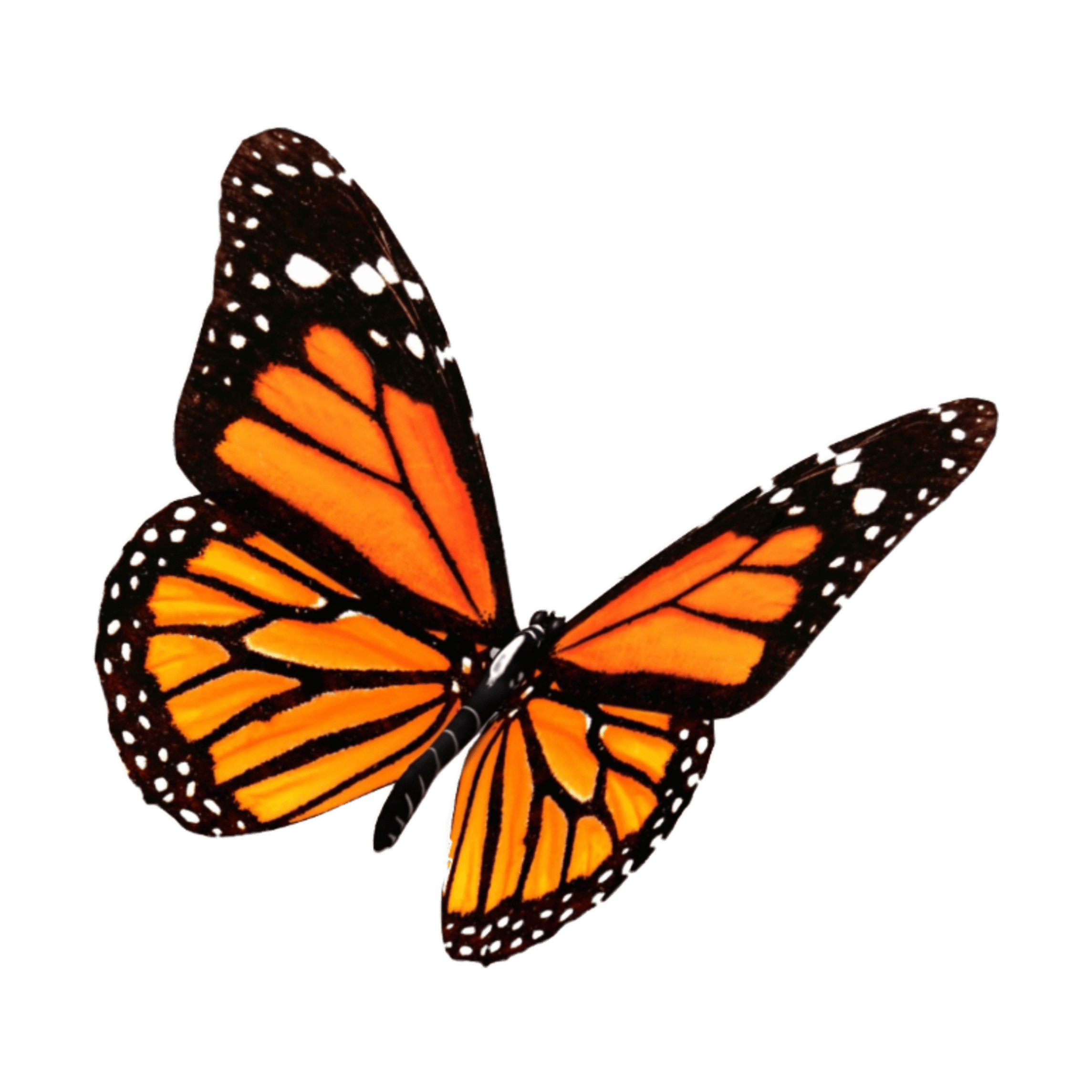 orange aesthetic orangeaesthetic sticker by hashitaka