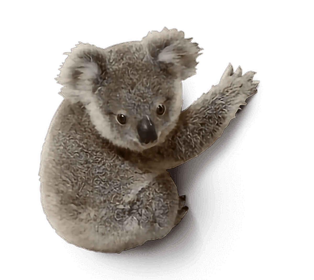 freetoedit koala animal cute stickers sticker by sona75