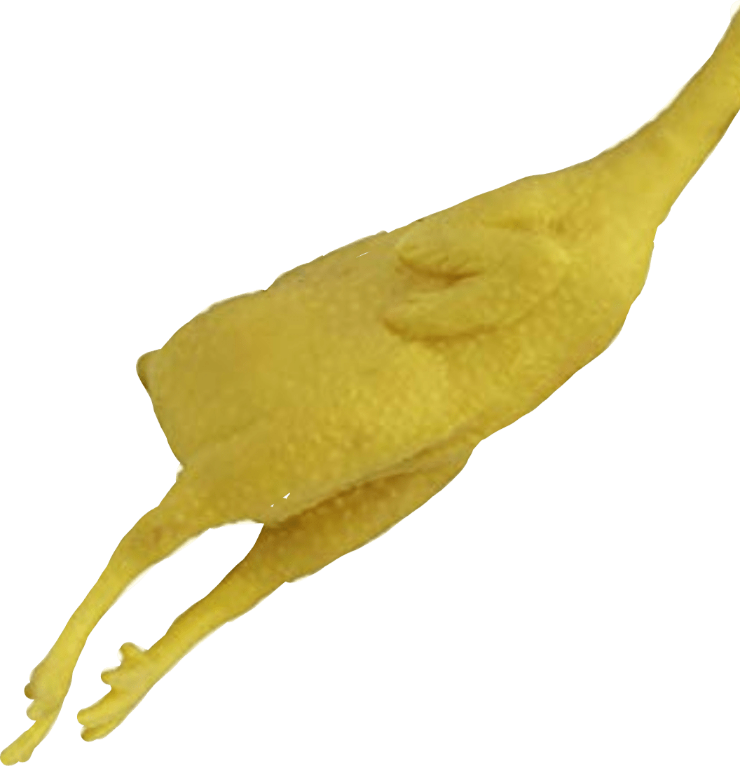 rubber freetoedit rubber chicken sticker by sifumikemather