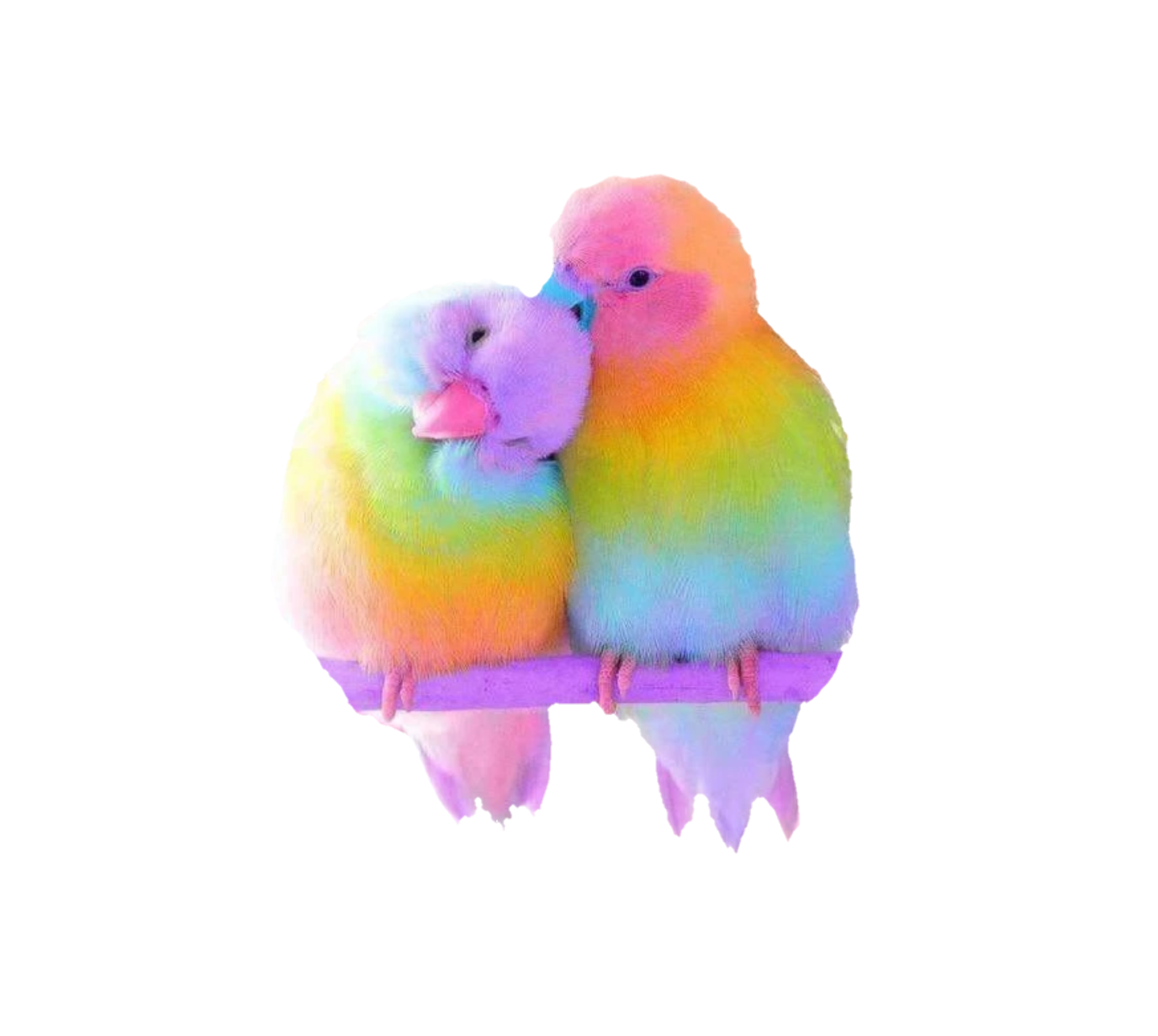 lovebirds birds colorful freetoedit sticker by andrea8584
