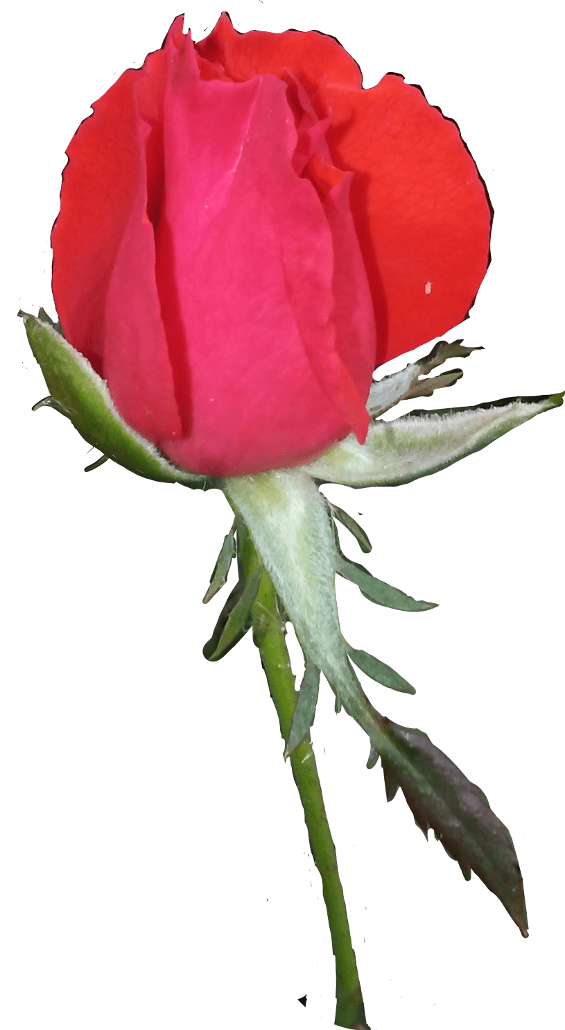 rosebud redrosebud freetoedit rosebud sticker by karmann1