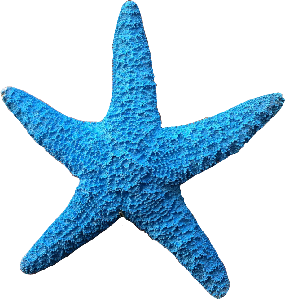 ftestickers FreeToEdit starfish blue...