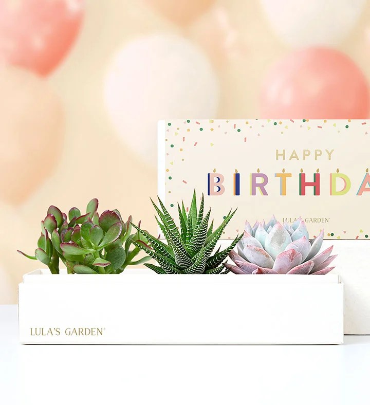 Happy Birthday Succulents by Lula's Garden
