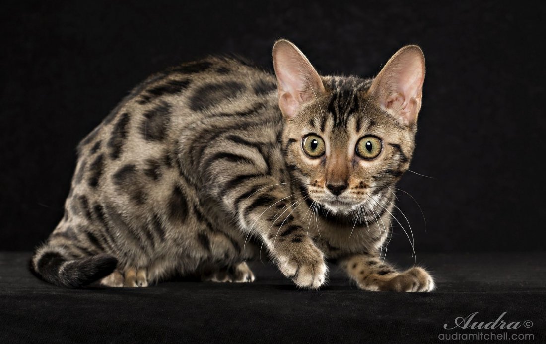 Cat Adoption Pinellas County Fl