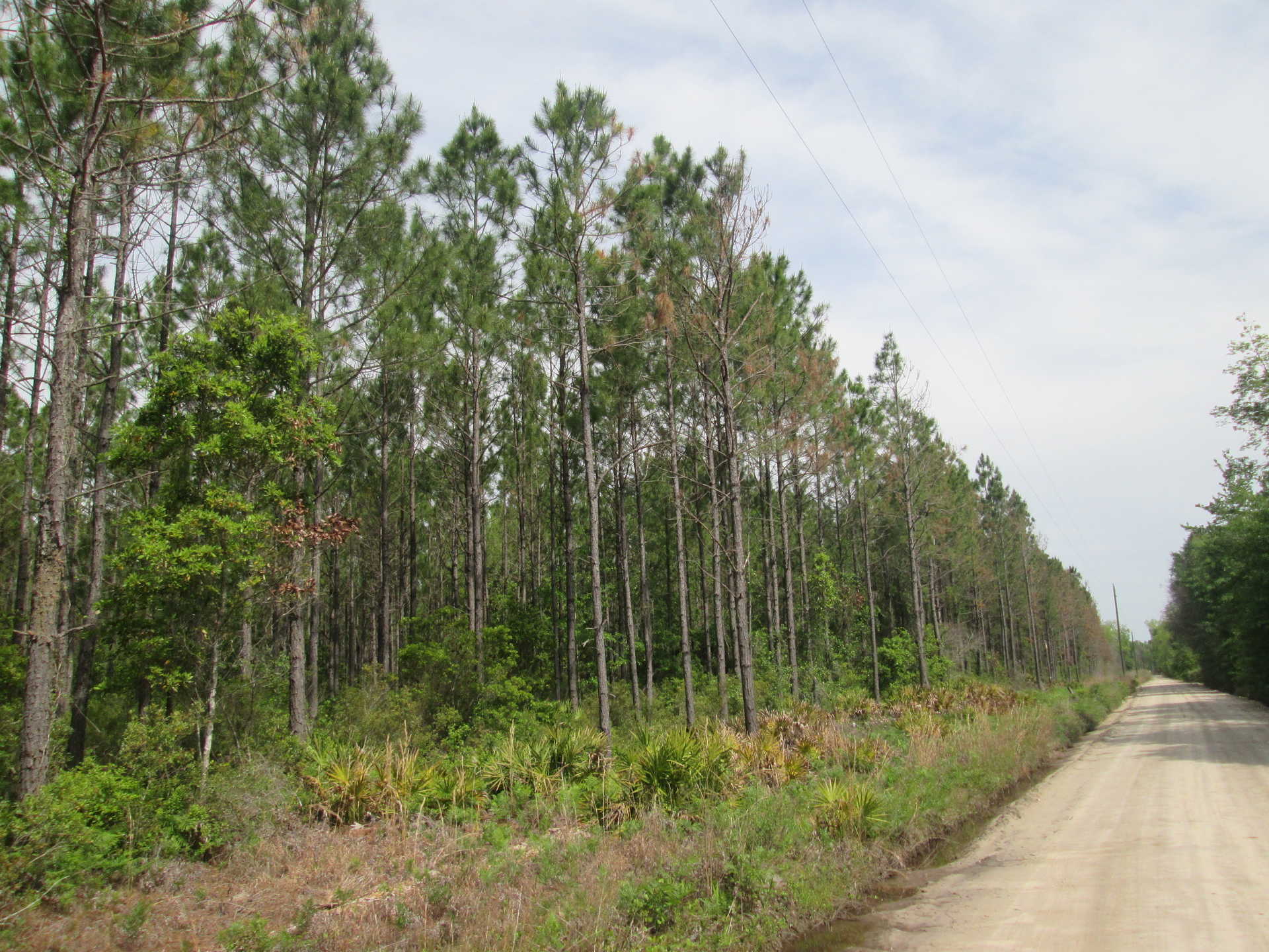 Land for Sale 47.22 acres Oberry Rd, Ware County,