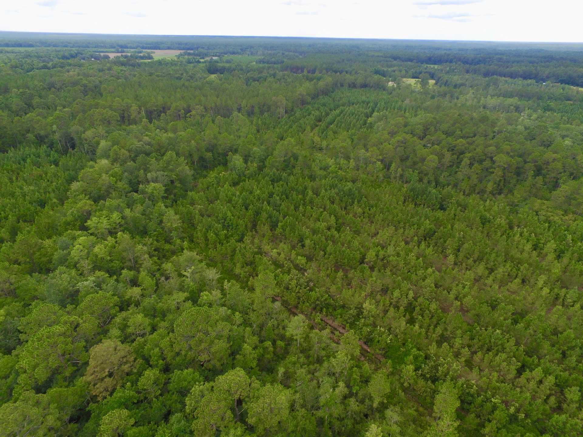 Land for Sale 69.54 acres Monticello Rd, Long County,