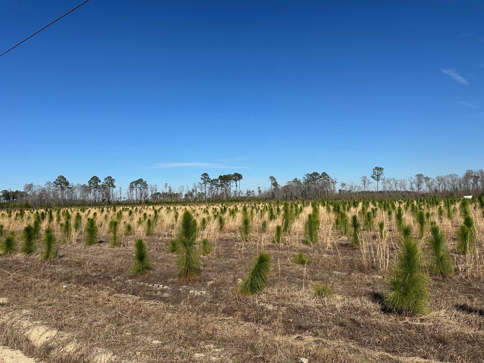 Land for Sale 9.5 acres 20002 Sellers Rd. NW, Appling County,