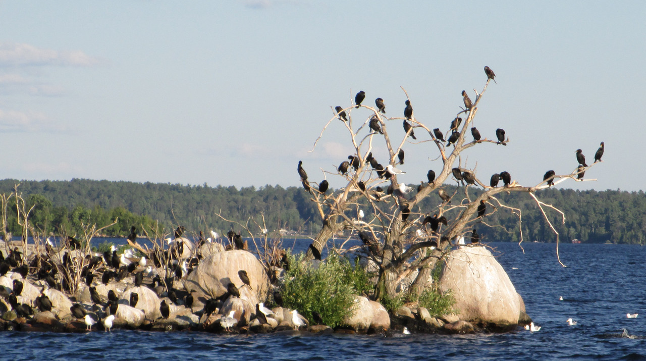 DNR approves cormorant control on Lake Vermilion The Timberjay