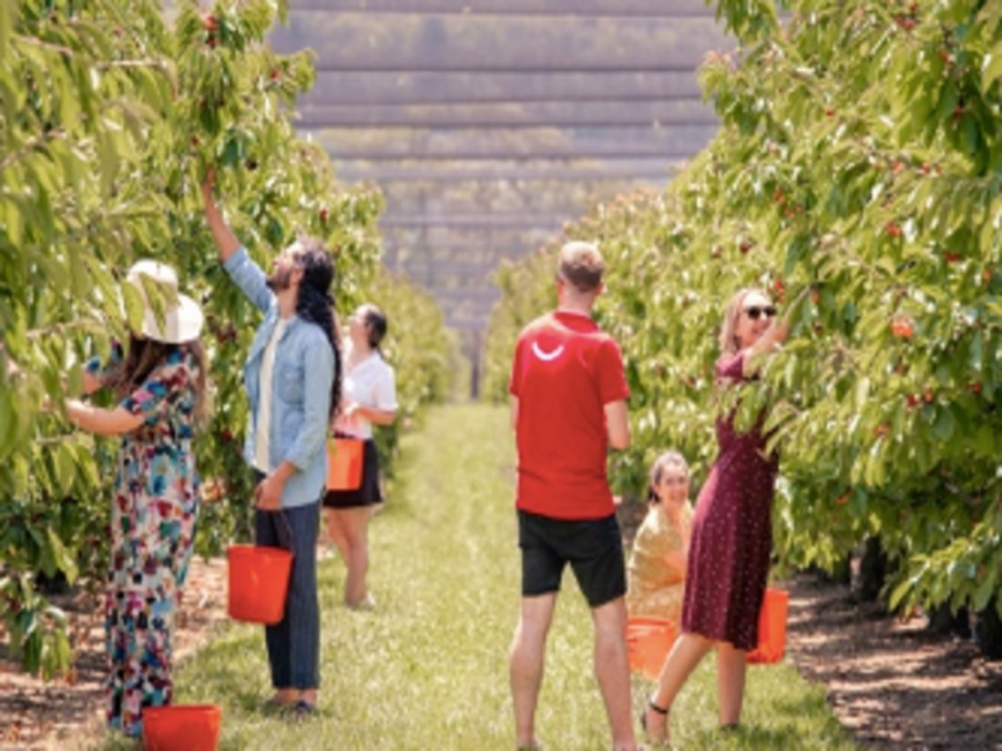 CherryHill Orchards CherryPicking Festival 2024 739 Maroondah Hwy