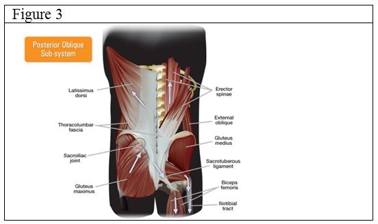 A Practical Approach to Training the Muscle Synergies