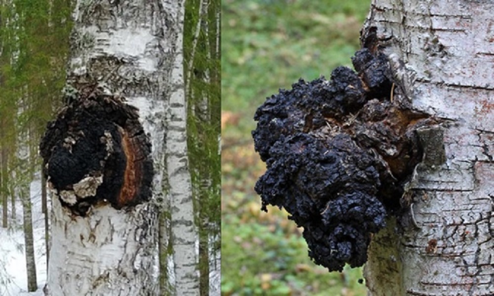 1st Experiment with various forms of Tinder Fungus to fire Snap Locks