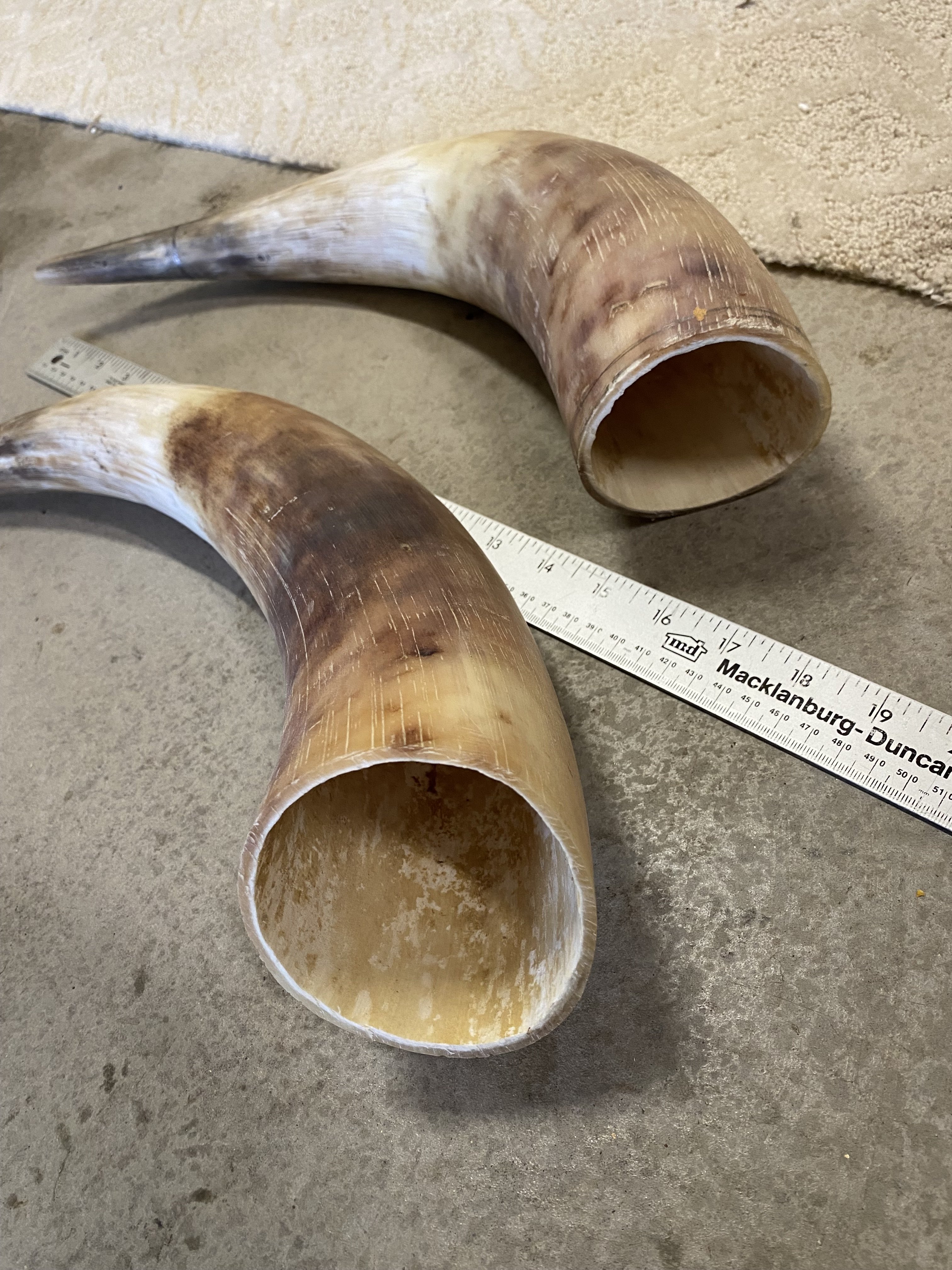 FOR SALE Matched Pair of Heiland Cattle Horns for sale... The