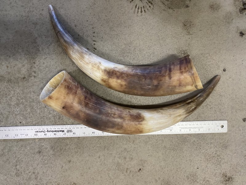FOR SALE Matched Pair of Heiland Cattle Horns for sale... The