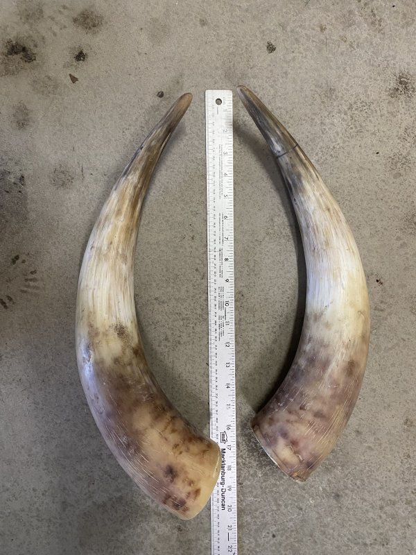 FOR SALE Matched Pair of Heiland Cattle Horns for sale... The