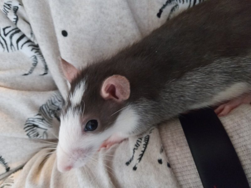 Does anyone know what the colour of my rat is called? The Rat Shack