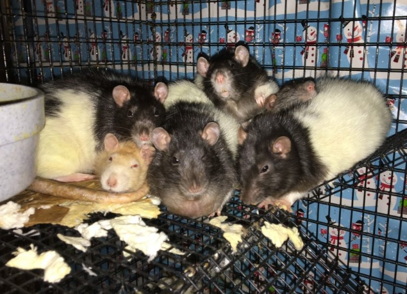 Rat infestation The Rat Shack Pet Rat Forum