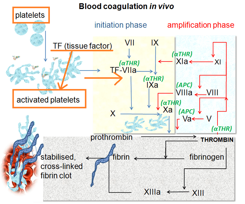 Aspirin in conjunction with Warfarin Heart Valve Replacement Forums