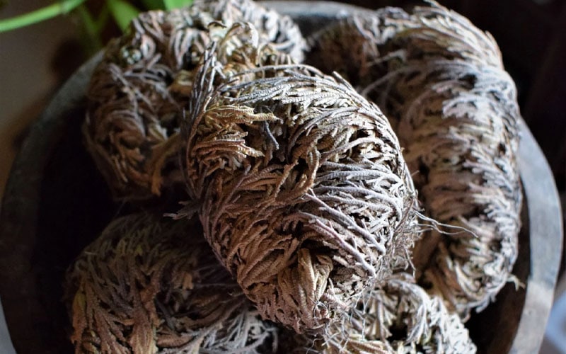 Jericho Rose A Plant to Call Luck, Fortune and Prosperity