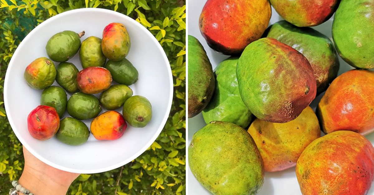 5 Benefits You Would Miss If You Don't Eat Jocote