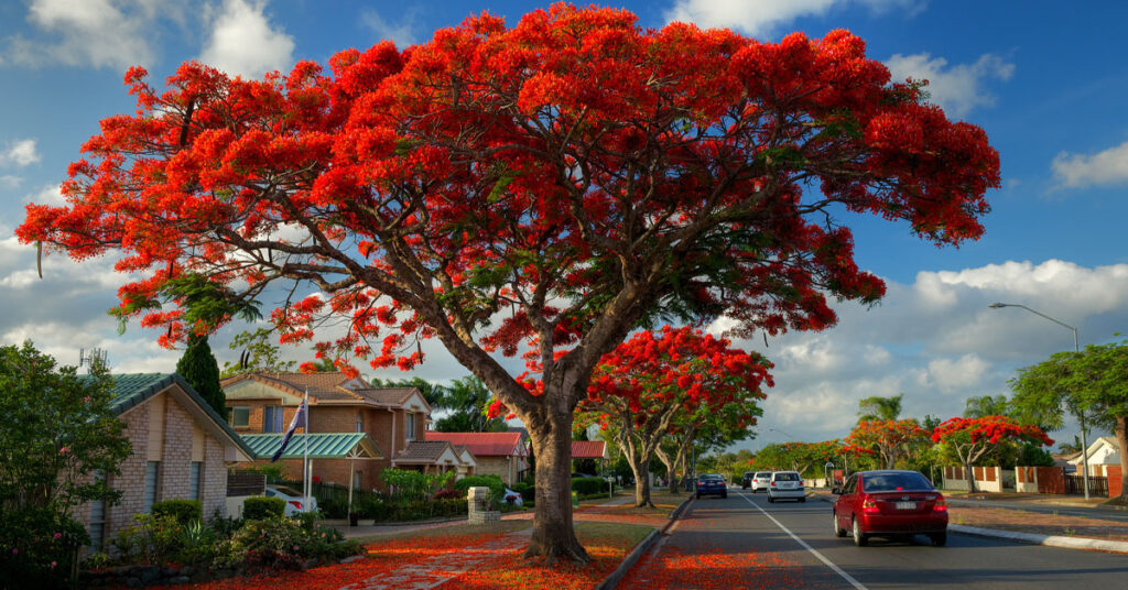 Flamboyant Tree Definition, Growth, Symbolism & Benefits