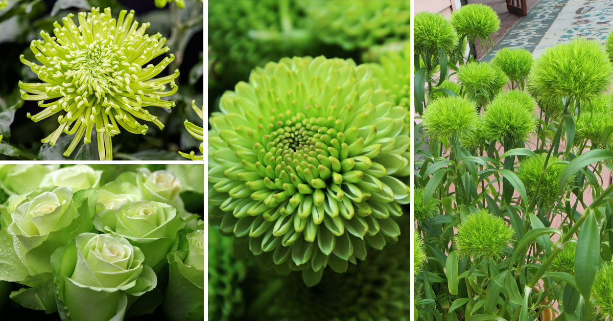 15 Best Green Flowers You Can Grow In Your Home as Beginner