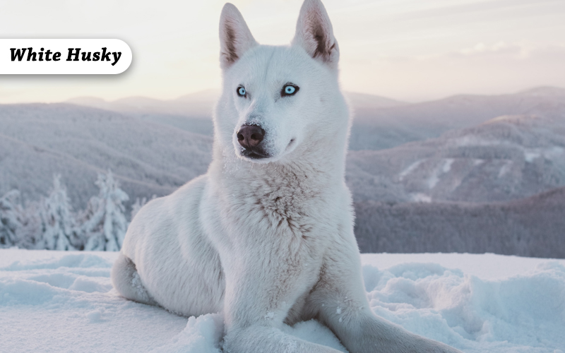 All About Azurian Husky, White Husky, And Isabella Husky